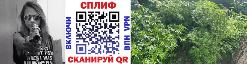 Канабис планчик  Рыбное 